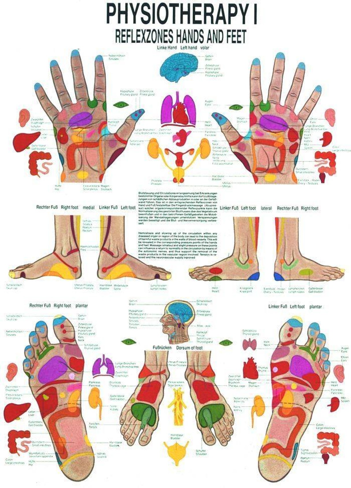 Reflexes of the Hand and Foot Laminated Anatomy Chart