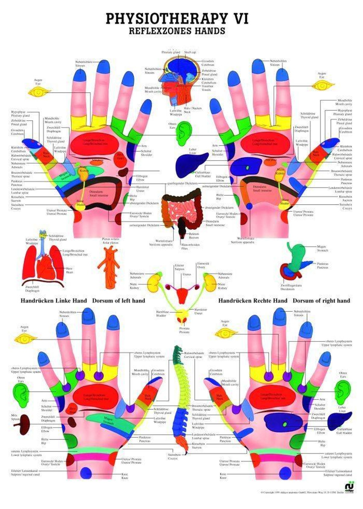 rudiger-anatomie-reflex-zones-of-the-hands-laminated-chart-anatomy-warehouse for Free Printable Hand Reflexology Chart Rudiger Anatomie Reflex Zones of the Hands Laminated Chart | Anatomy Warehouse for Free Printable Hand Reflexology Chart