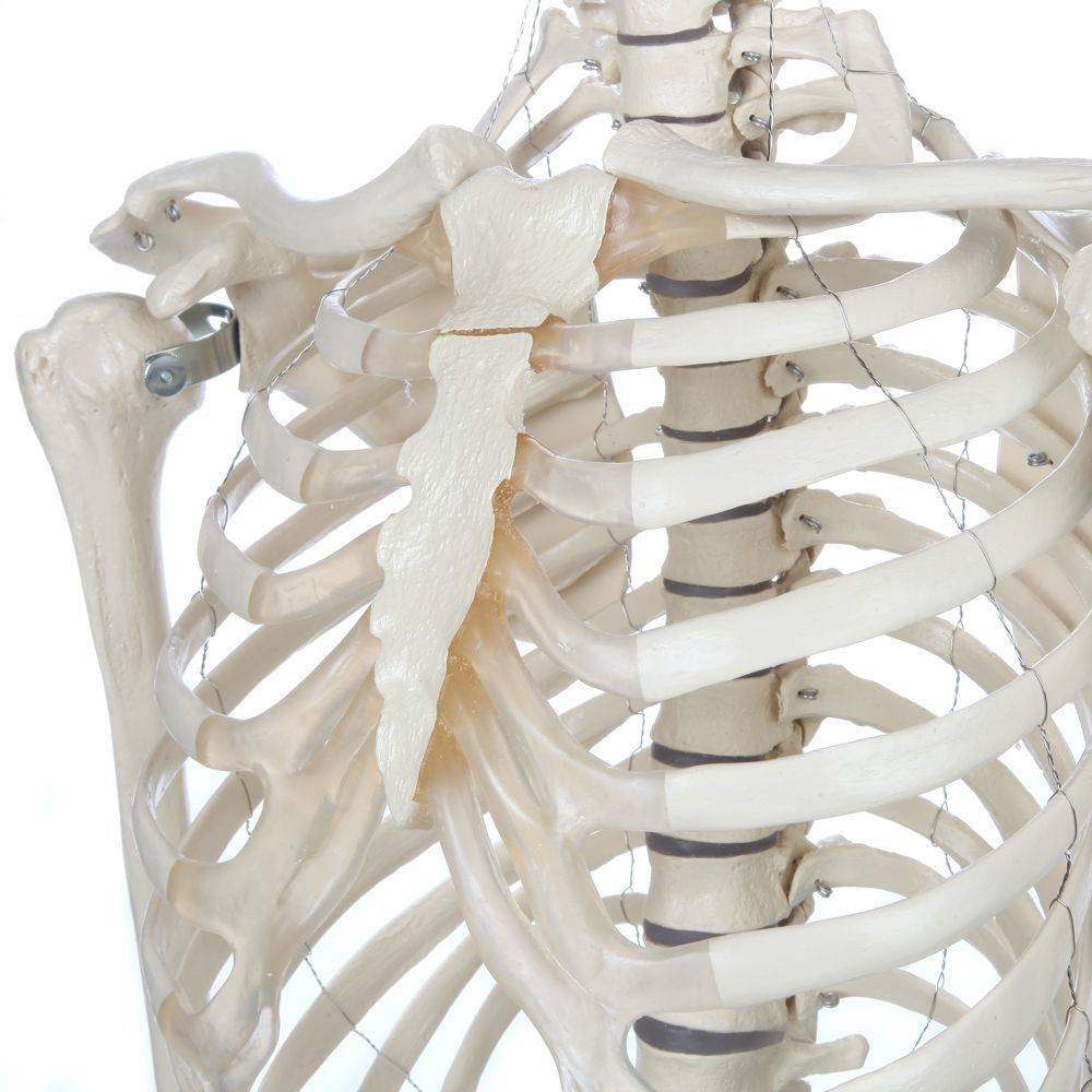 Rudiger Anatomie Premium Standard Human Skeleton with Stand