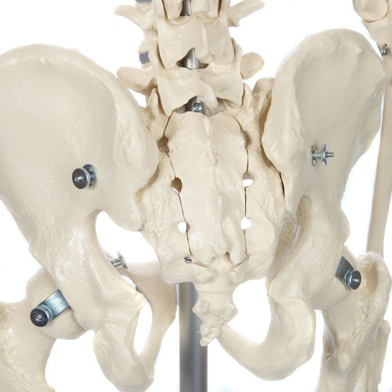 Rudiger Anatomie Premium Standard Human Skeleton with Stand