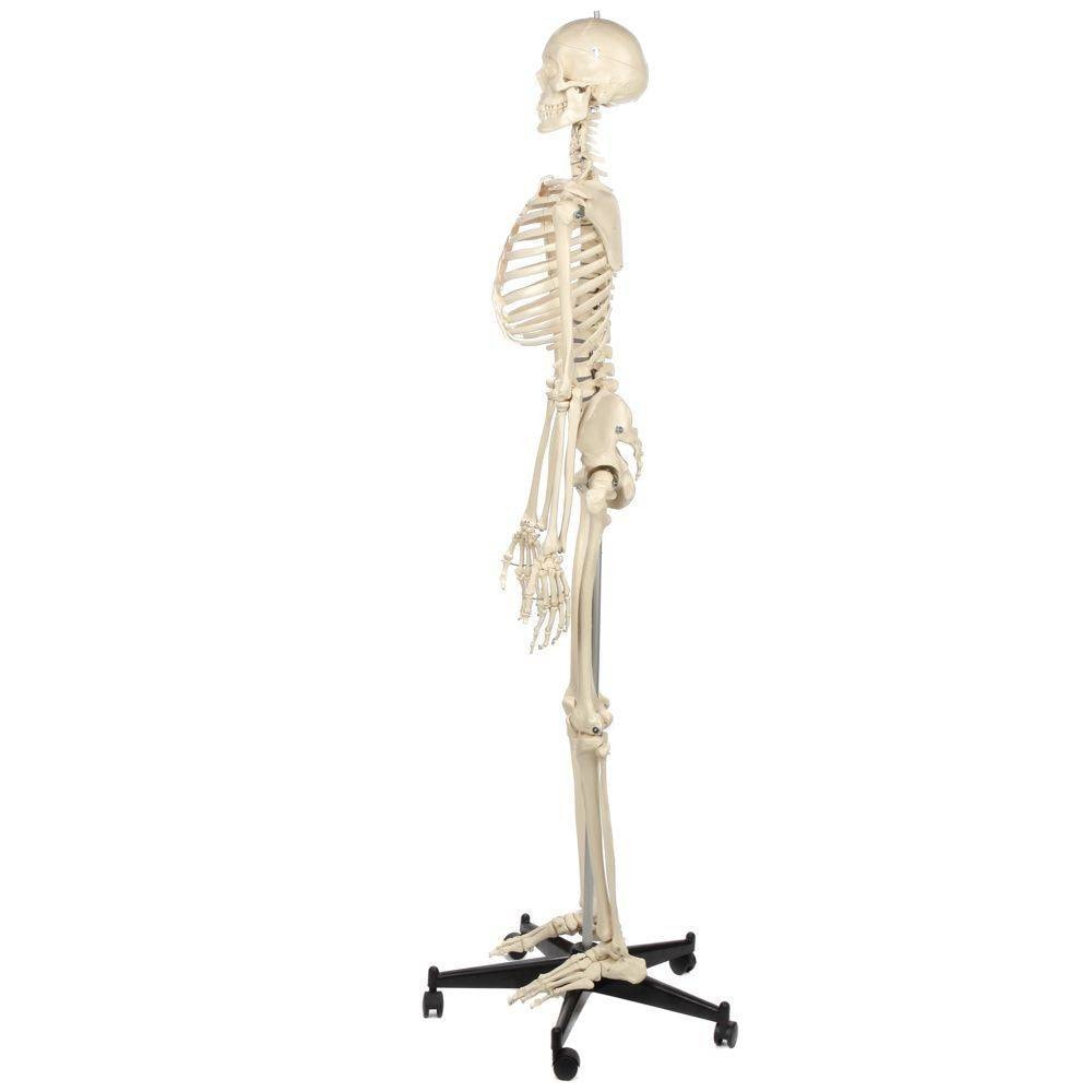 Rudiger Anatomie Premium Standard Human Skeleton with Stand