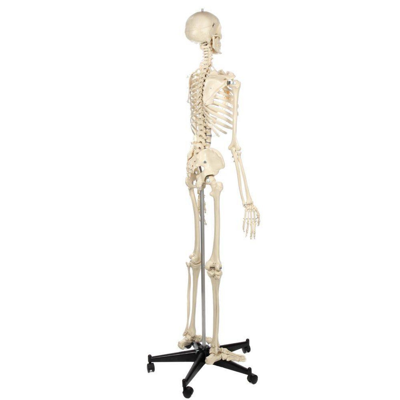 Rudiger Anatomie Premium Standard Human Skeleton with Stand