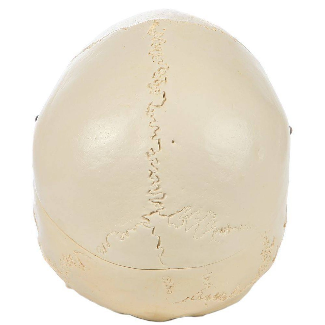Rudiger Anatomie Premium Structured 4-Part Human Skull