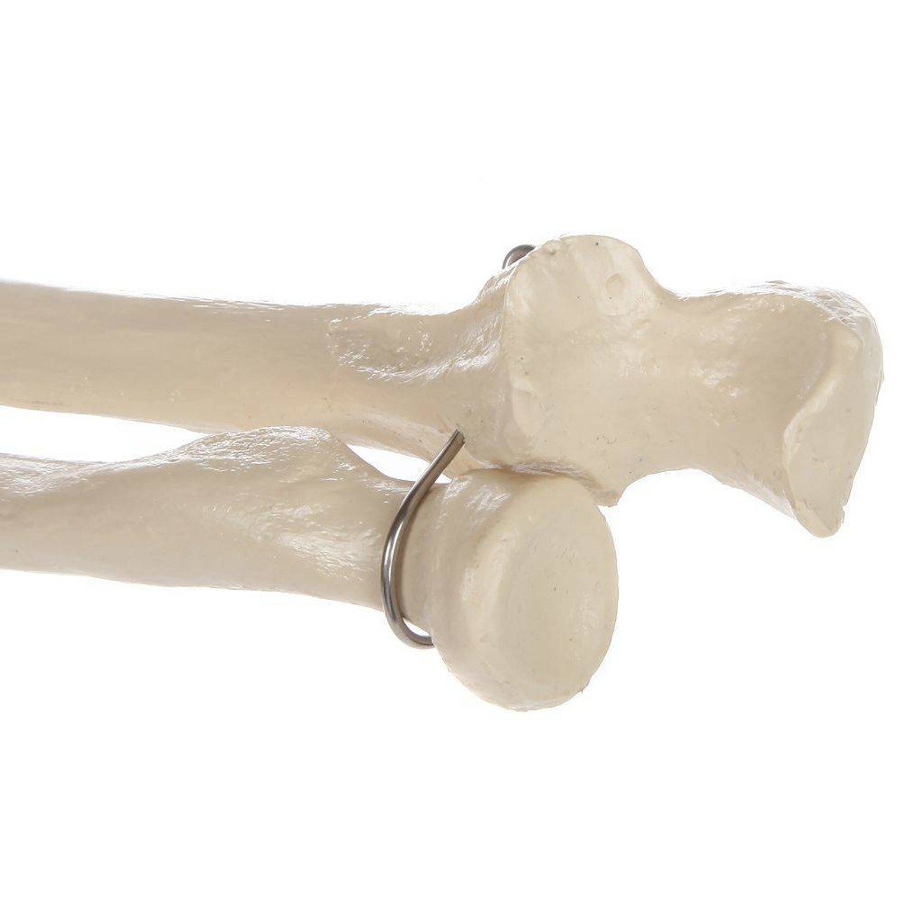 Rudiger Anatomie Premium Arm Skeleton with Full Hand, Ulna and Radius