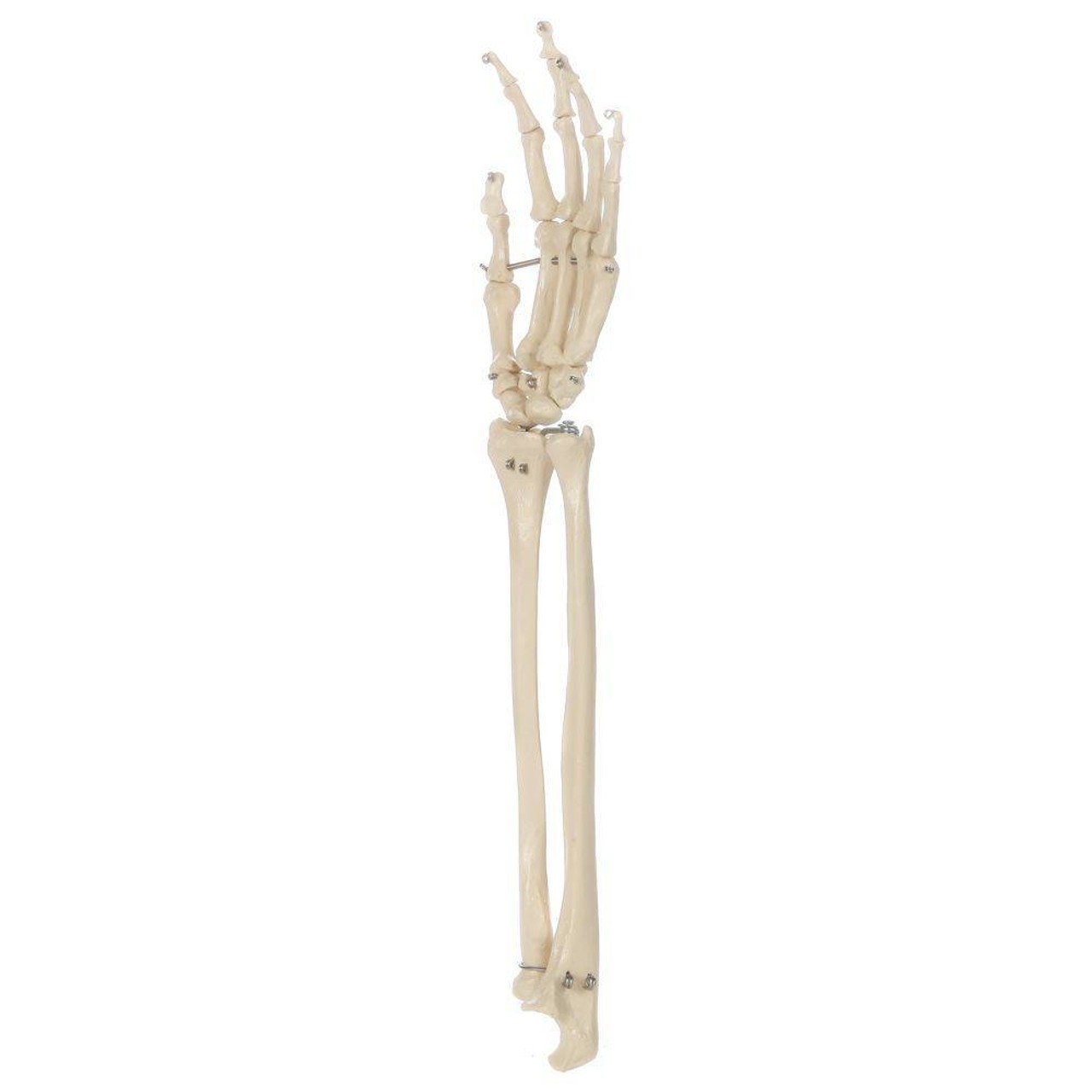 SKELETON ARM スケルトンアーム 海外玩具 SKELETON ARM スケルトンアーム 海外玩具