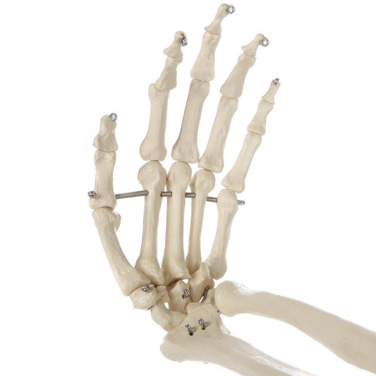 Rudiger Anatomie Premium Arm Skeleton with Full Hand, Ulna and Radius
