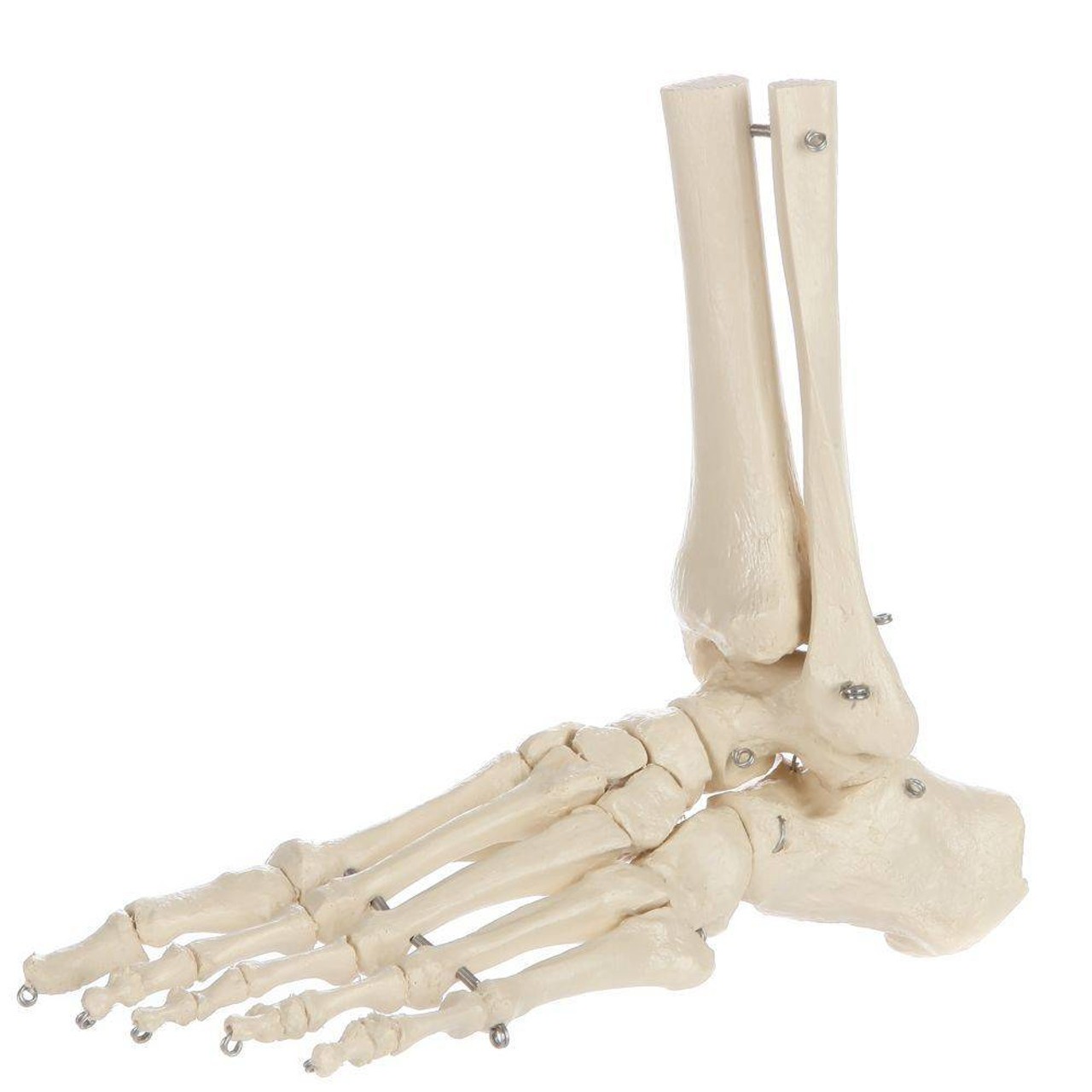 Rudiger Anatomie Premium Foot Skeleton with Portion of Tibia and Fibula