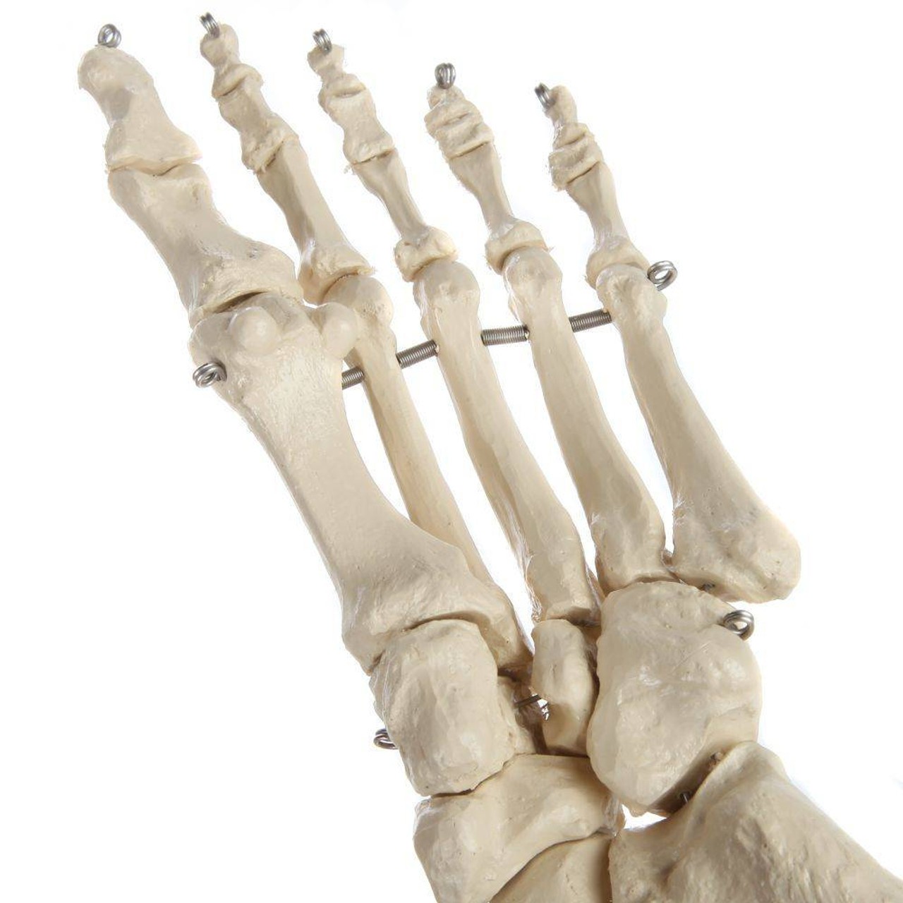 Rudiger Anatomie Premium Foot Skeleton with Portion of Tibia