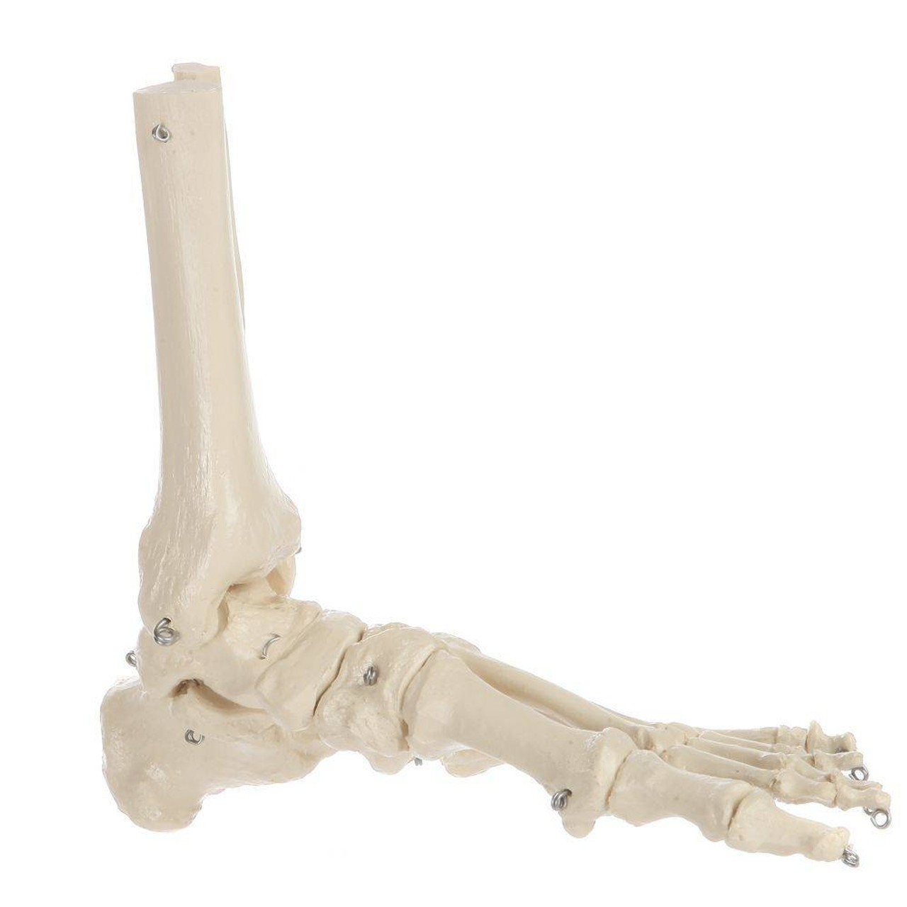 Rudiger Anatomie Premium Foot Skeleton with Portion of Tibia and Fibula