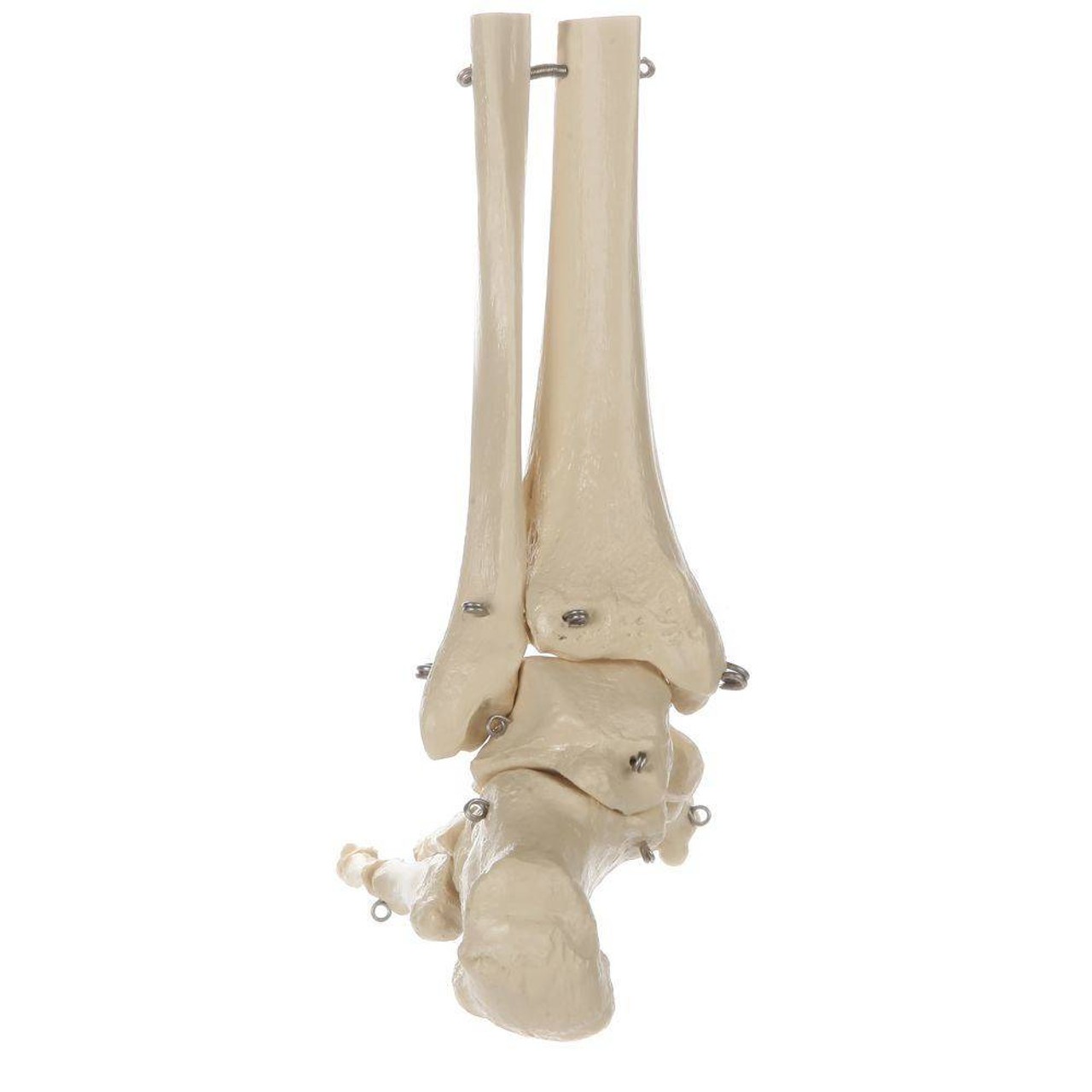 Rudiger Anatomie Premium Foot Skeleton with Portion of Tibia and Fibula