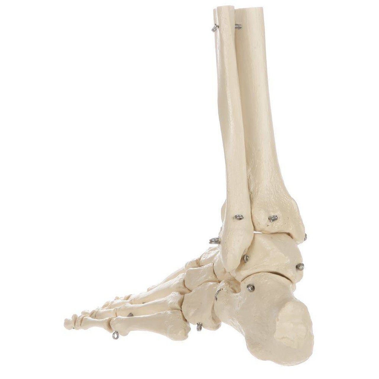 Rudiger Anatomie Premium Foot Skeleton with Portion of Tibia and Fibula