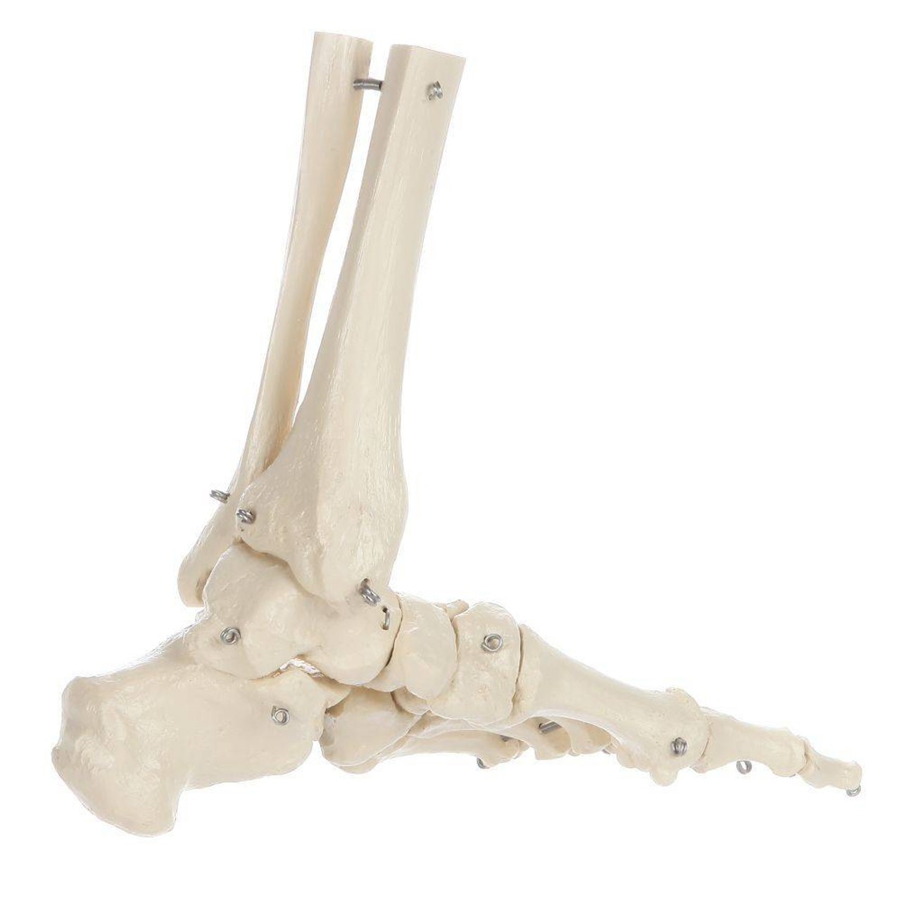 Rudiger Anatomie Premium Foot Skeleton with Portion of Tibia and Fibula