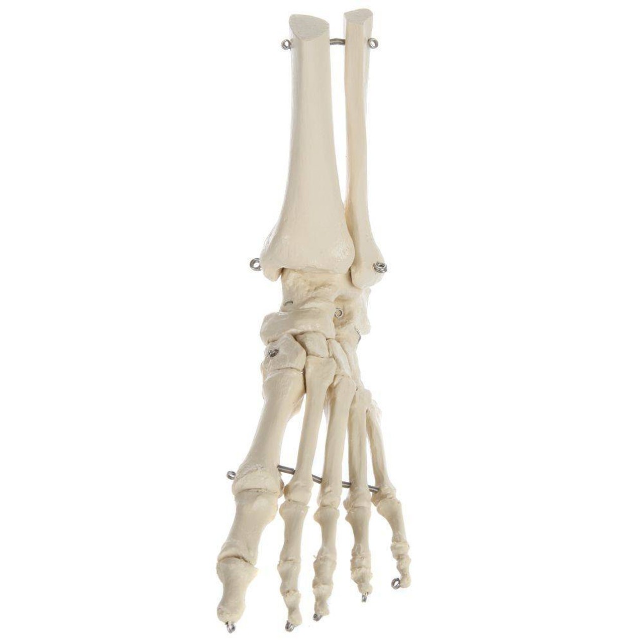 Rudiger Anatomie Premium Foot Skeleton with Portion of Tibia and Fibula