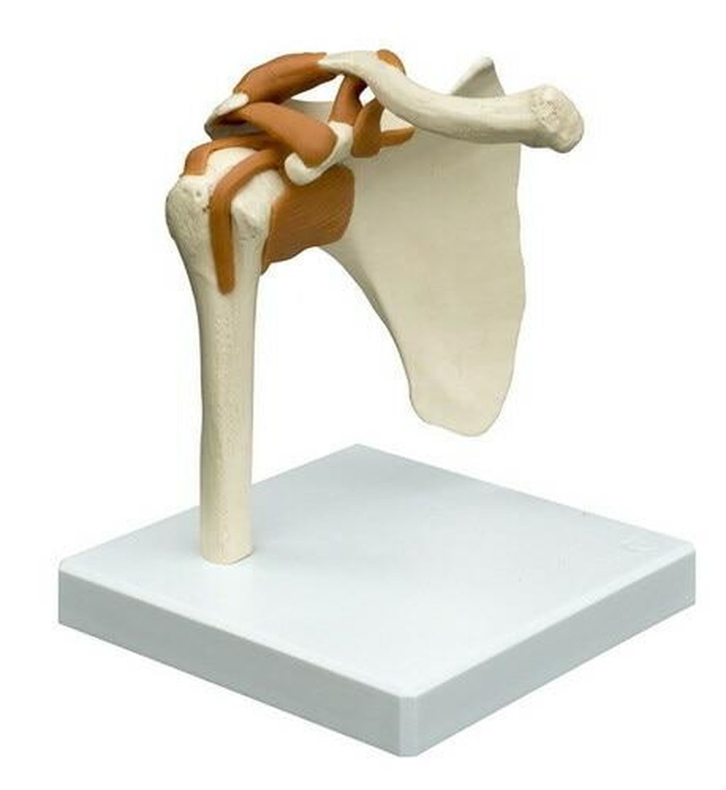 Rudiger Anatomie Premium Functional Shoulder Joint with Ligaments