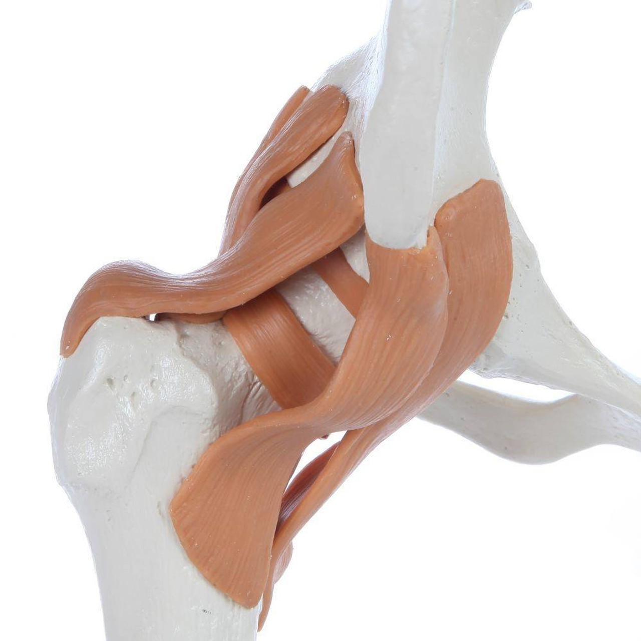 Rudiger Anatomie Premium Functional Hip Joint with Ligaments