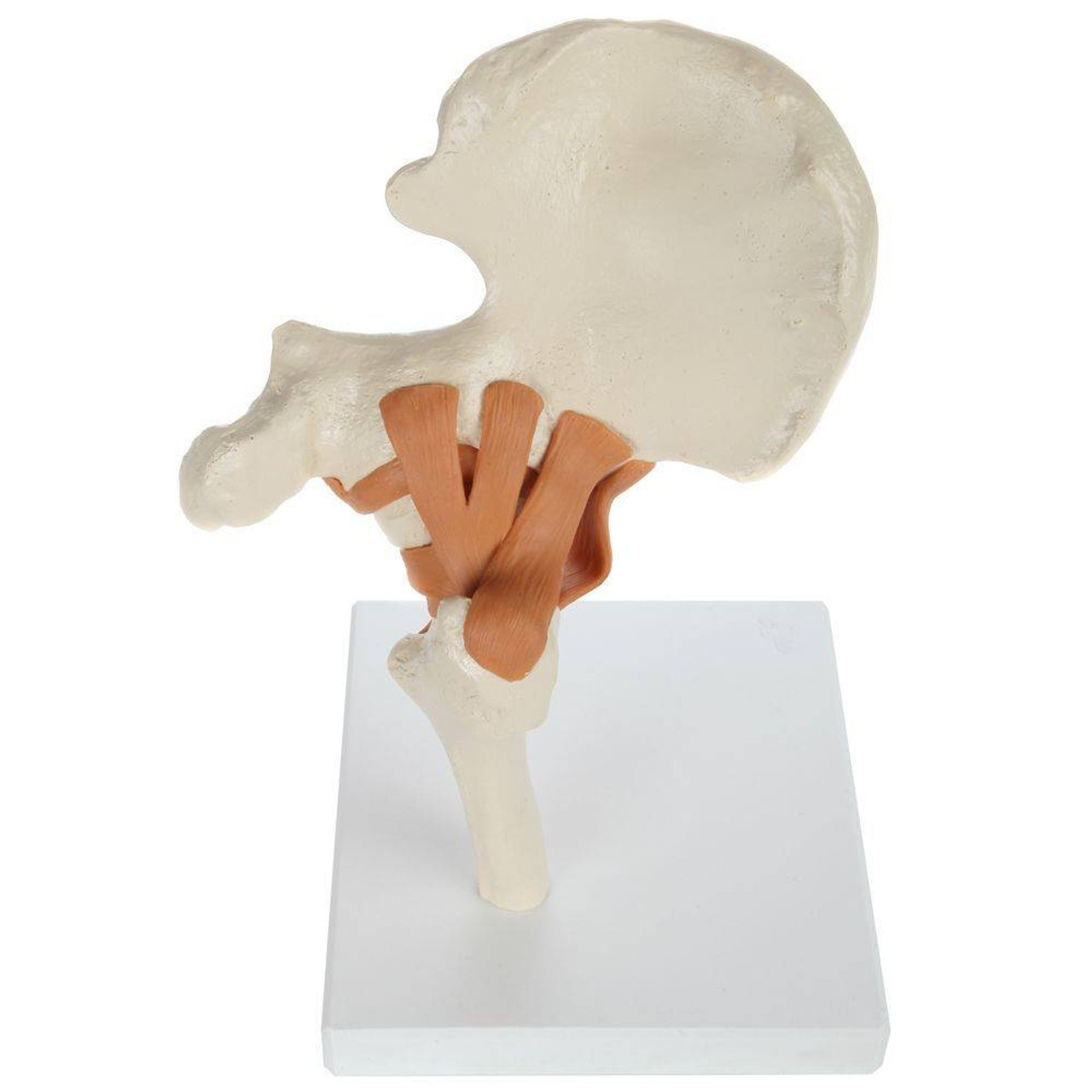 Rudiger Anatomie Premium Functional Hip Joint with Ligaments