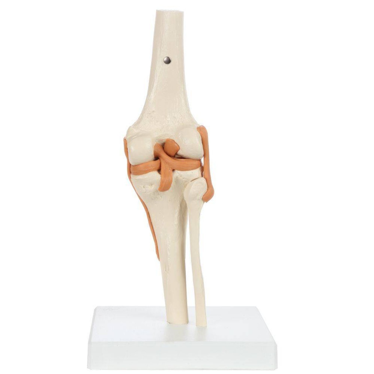 Rudiger Anatomie Premium Functional Knee Joint with Ligaments