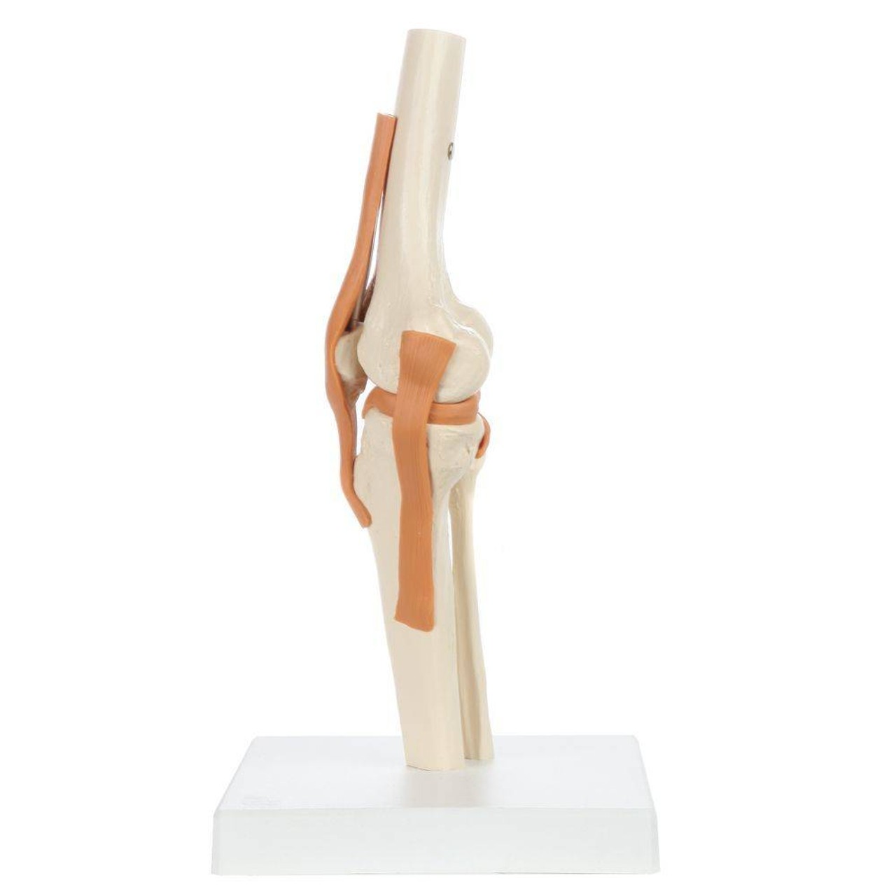 Rudiger Anatomie Premium Functional Knee Joint with Ligaments