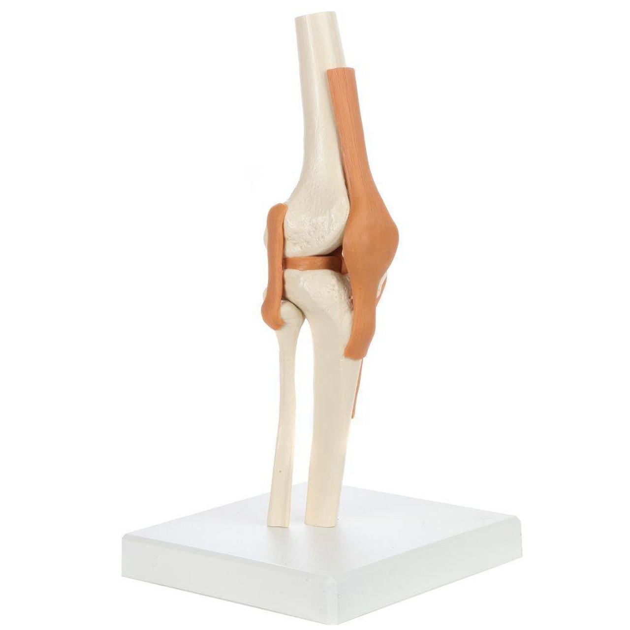 Rudiger Anatomie Premium Functional Knee Joint with Ligaments