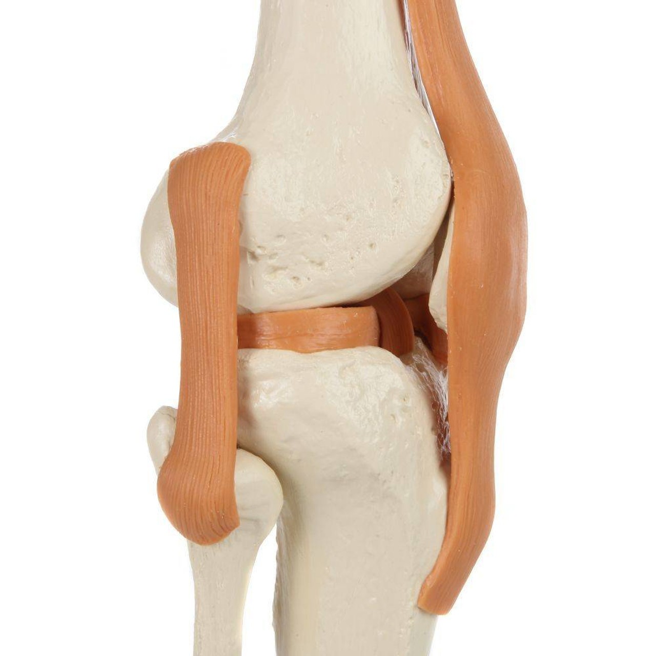 Rudiger Anatomie Premium Functional Knee Joint with Ligaments