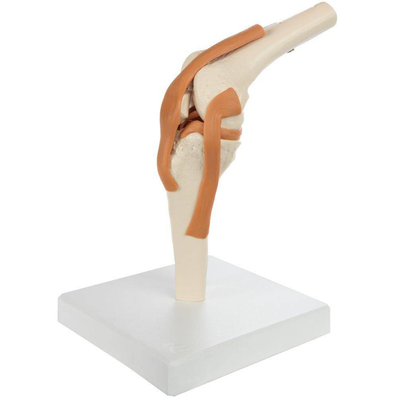 Rudiger Anatomie Premium Functional Knee Joint with Ligaments
