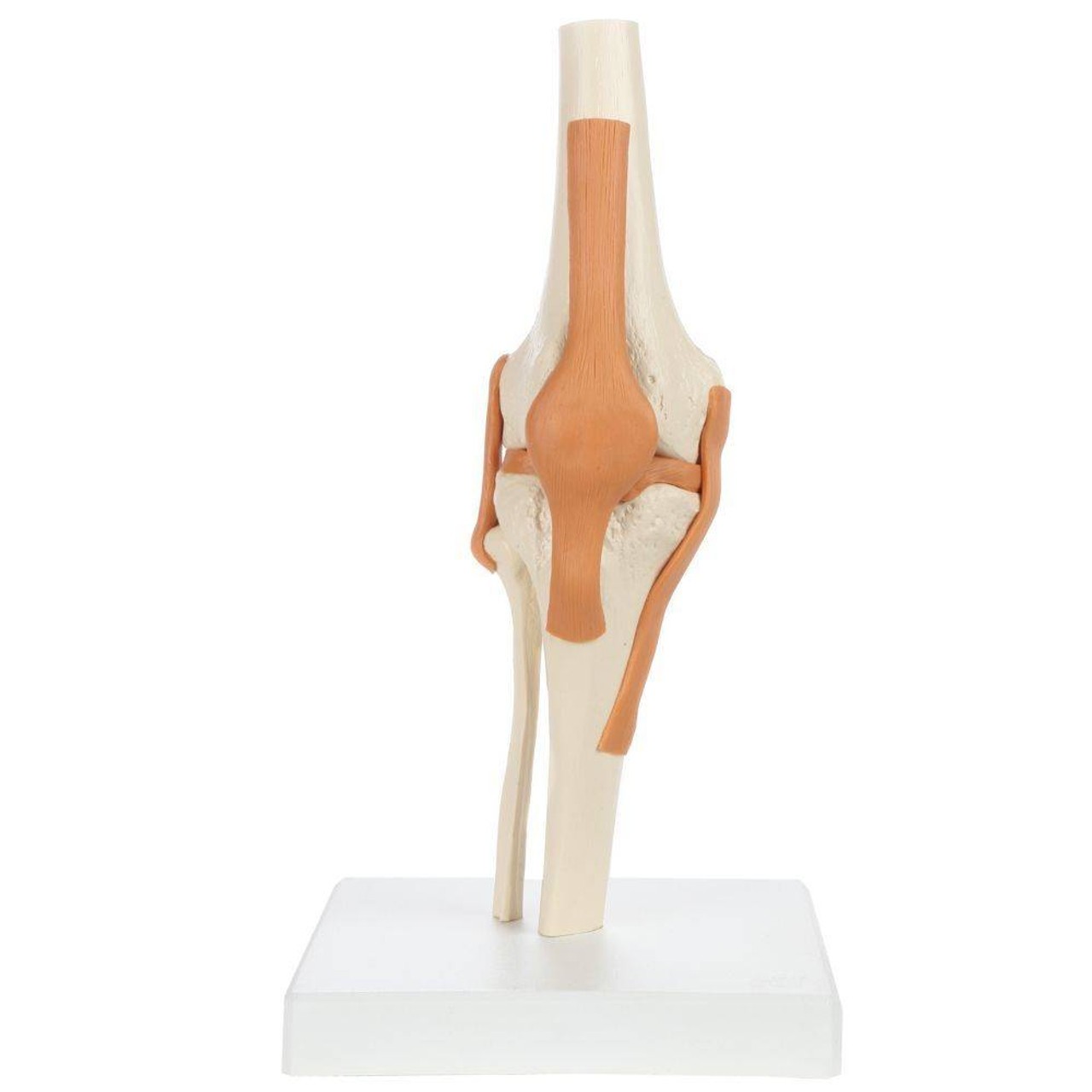 Rudiger Anatomie Premium Functional Knee Joint with Ligaments
