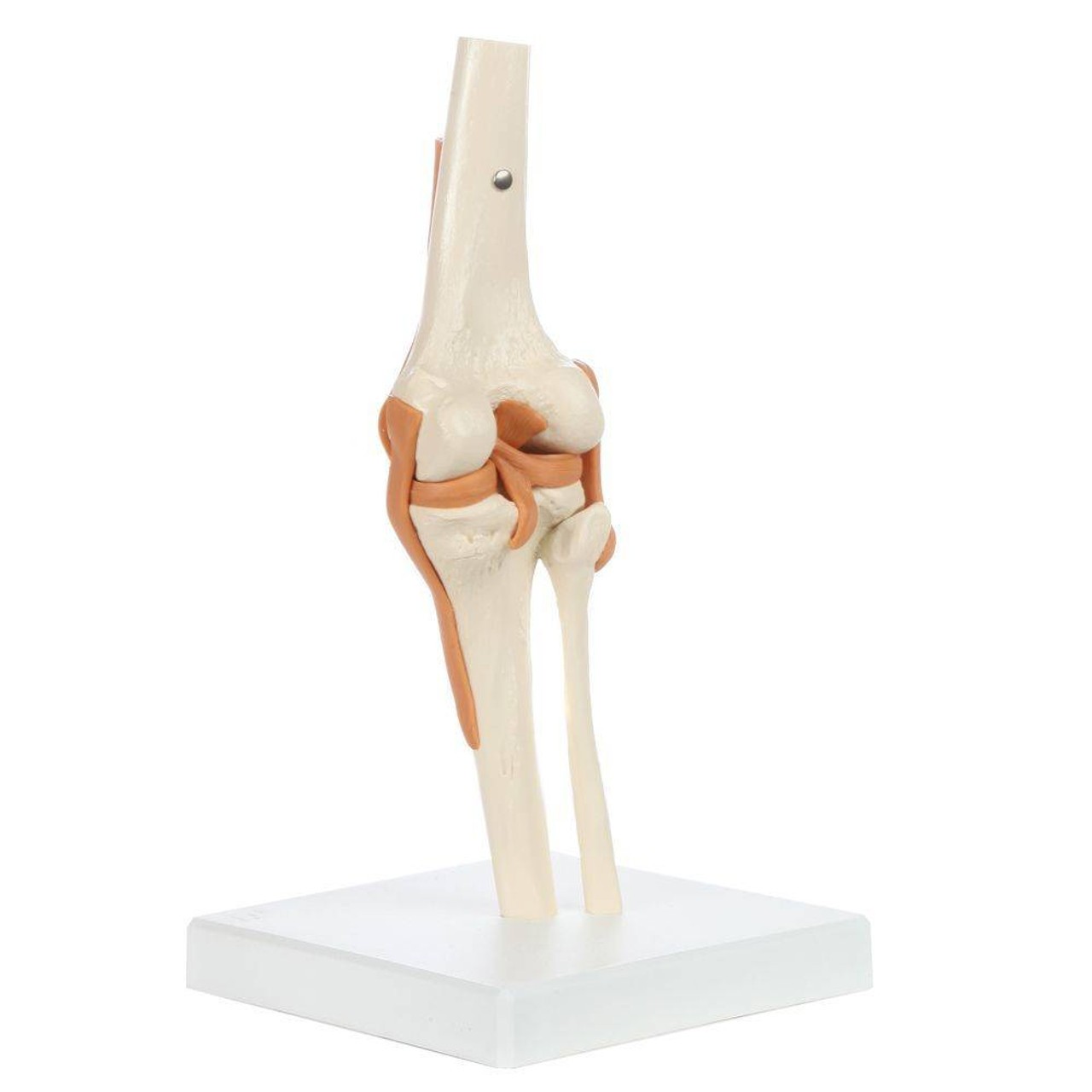 Rudiger Anatomie Premium Functional Knee Joint with Ligaments
