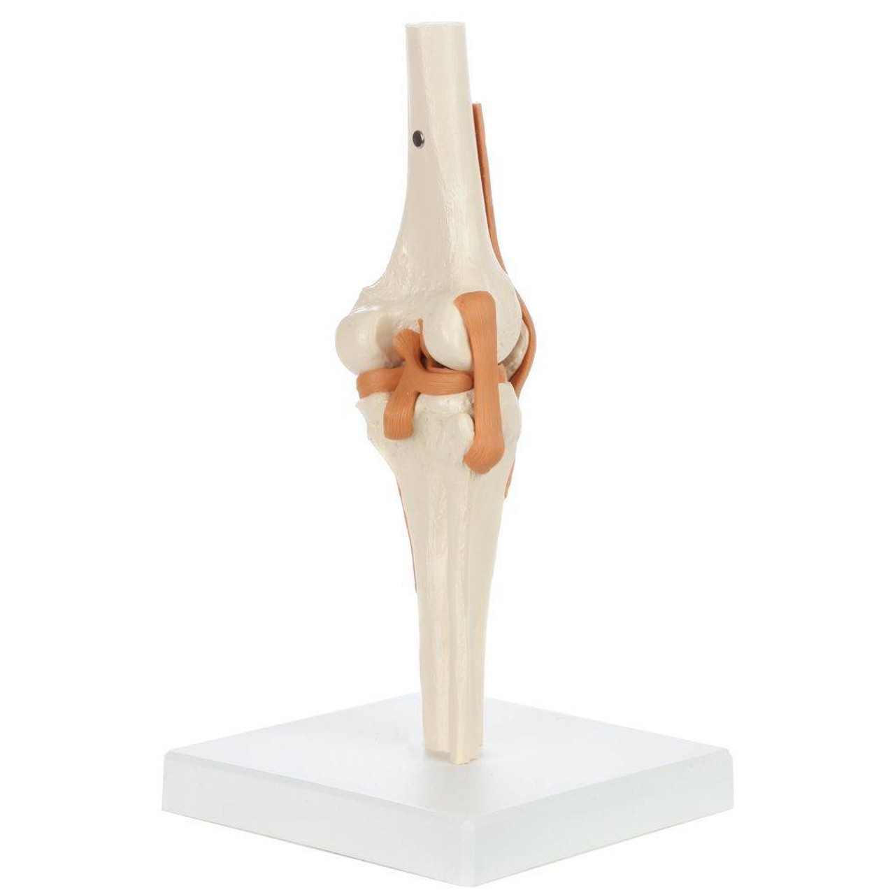 Rudiger Anatomie Premium Functional Knee Joint with Ligaments