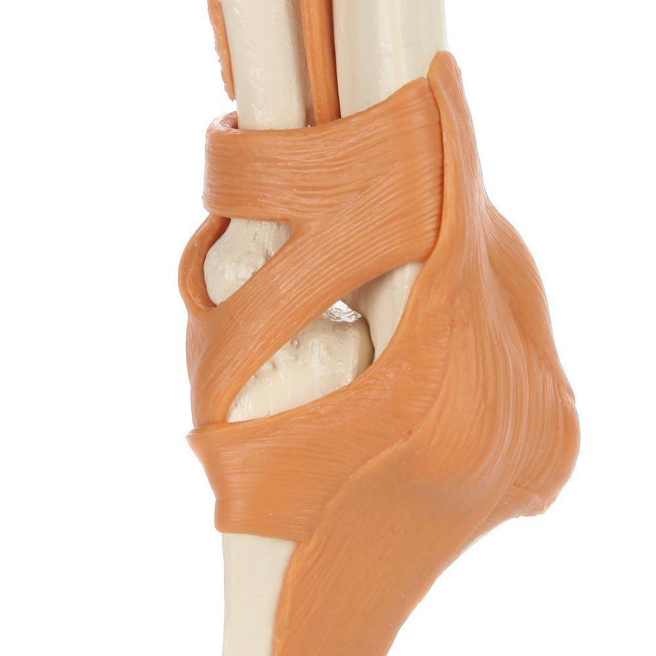 Rudiger Anatomie Premium Functional Elbow Joint with Ligaments
