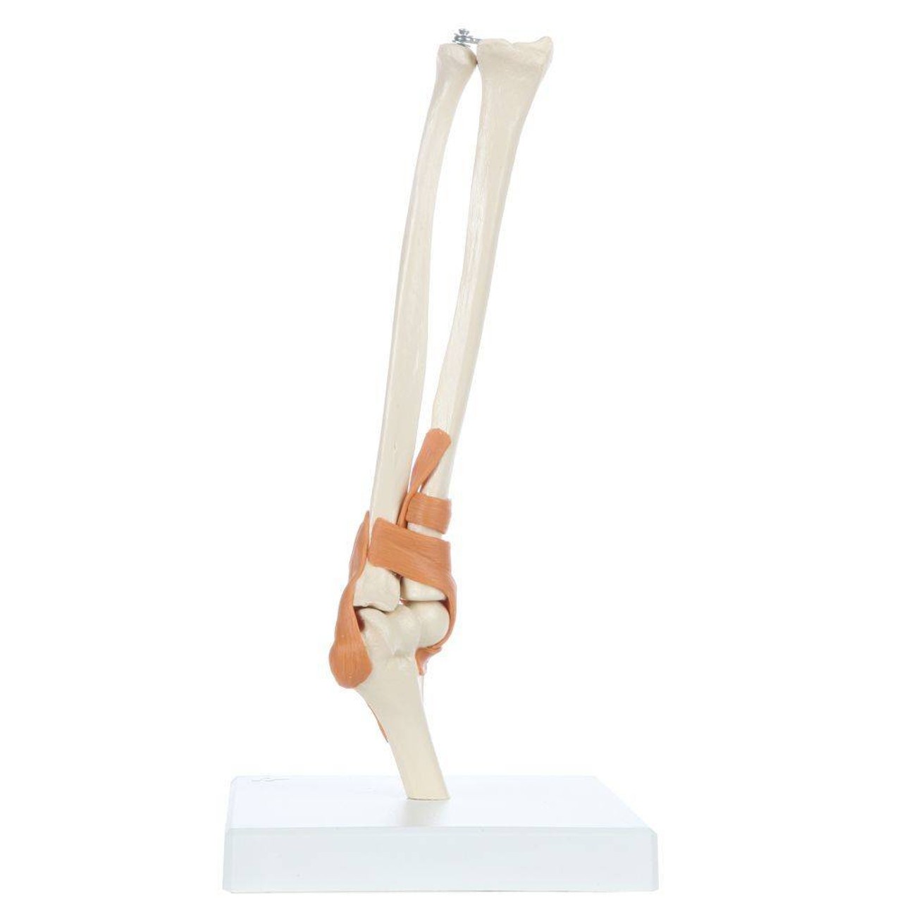 Rudiger Anatomie Premium Functional Elbow Joint with Ligaments