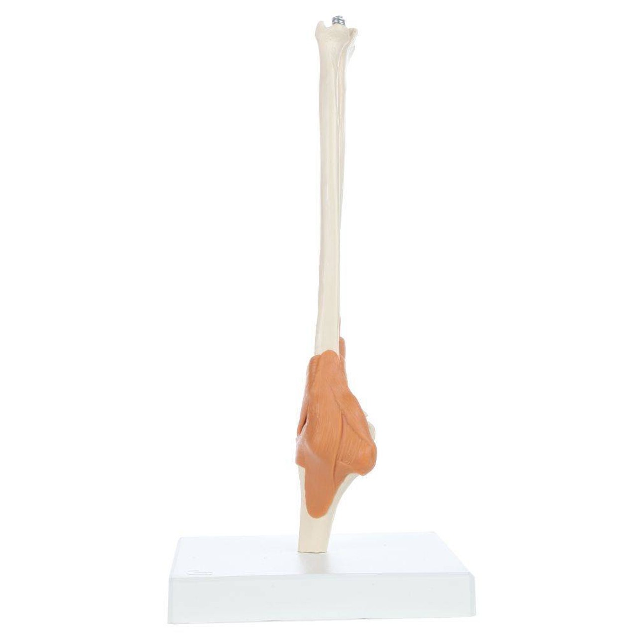 Rudiger Anatomie Premium Functional Elbow Joint with Ligaments