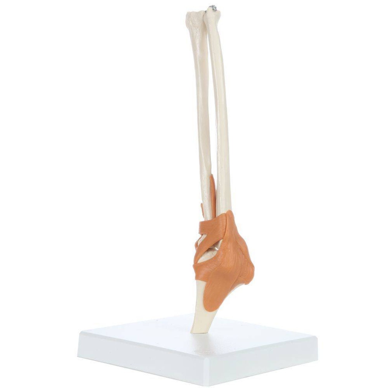 Rudiger Anatomie Premium Functional Elbow Joint with Ligaments