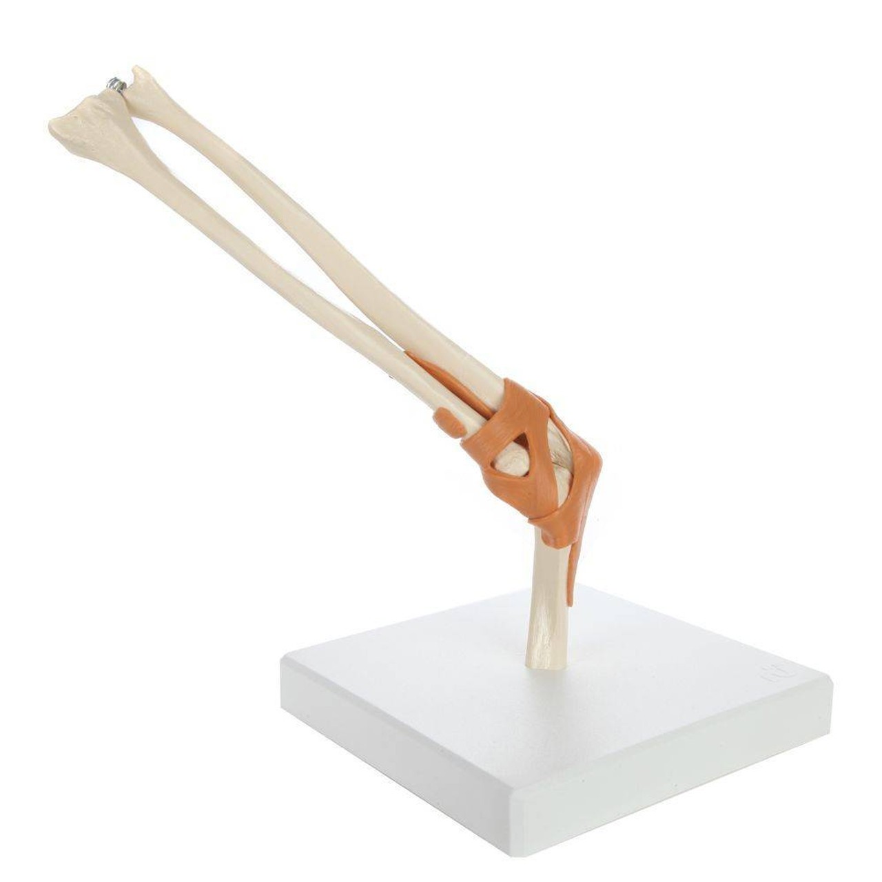Rudiger Anatomie Premium Functional Elbow Joint with Ligaments