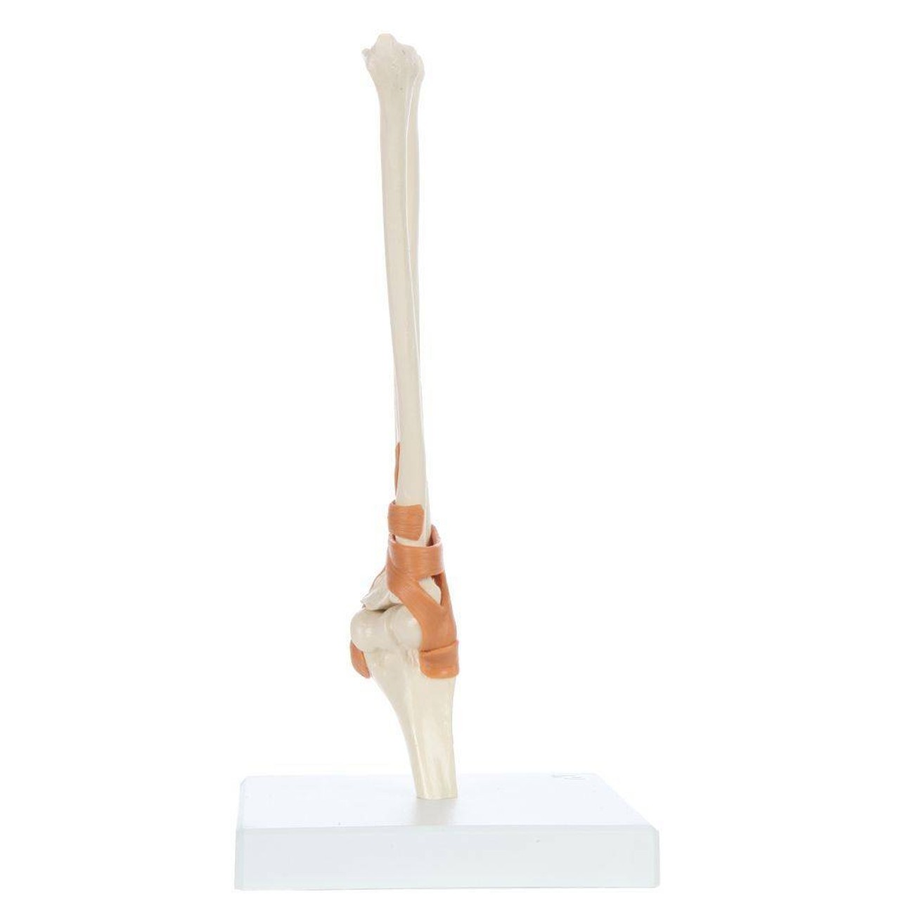 Rudiger Anatomie Premium Functional Elbow Joint with Ligaments