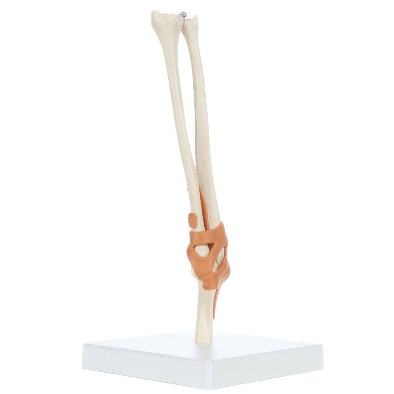 Rudiger Anatomie Premium Functional Elbow Joint with Ligaments