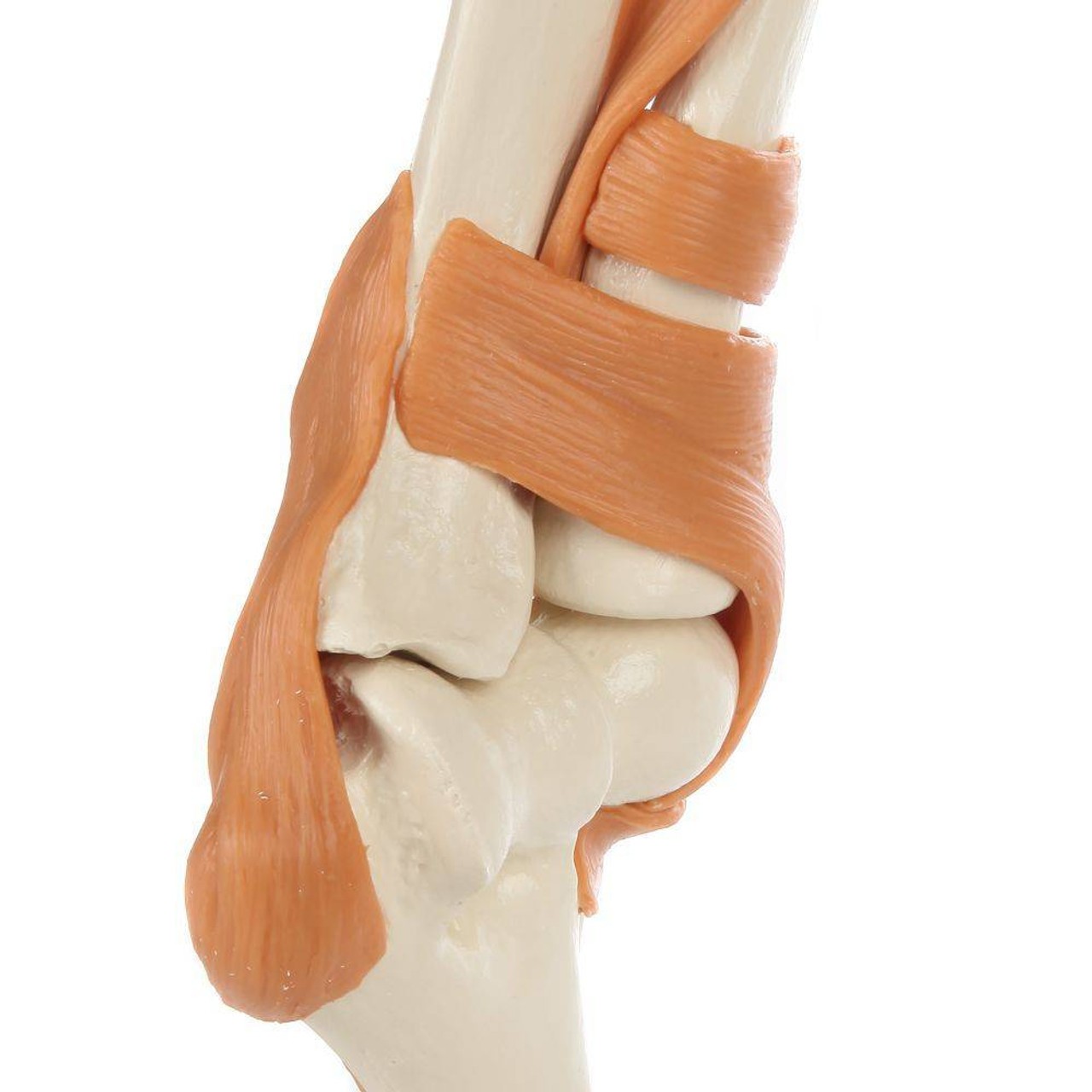 Rudiger Anatomie Premium Functional Elbow Joint with Ligaments