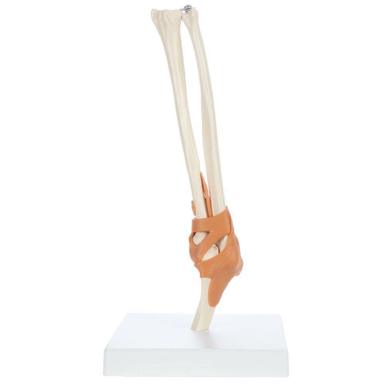 Rudiger Anatomie Premium Functional Elbow Joint with Ligaments