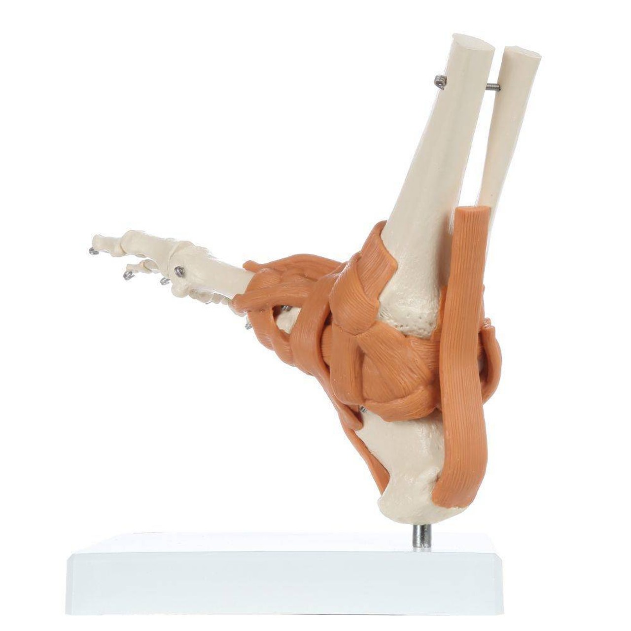 Rudiger Anatomie Premium Foot Skeleton with Ligaments