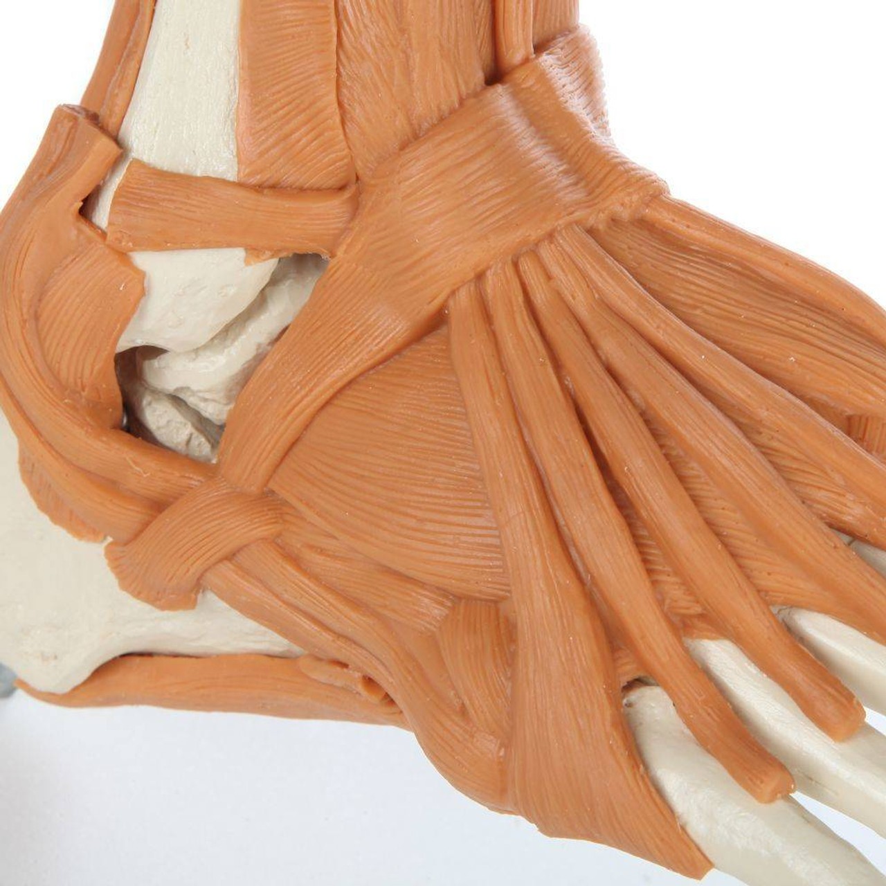 Rudiger Anatomie Premium Foot Skeleton with Ligaments