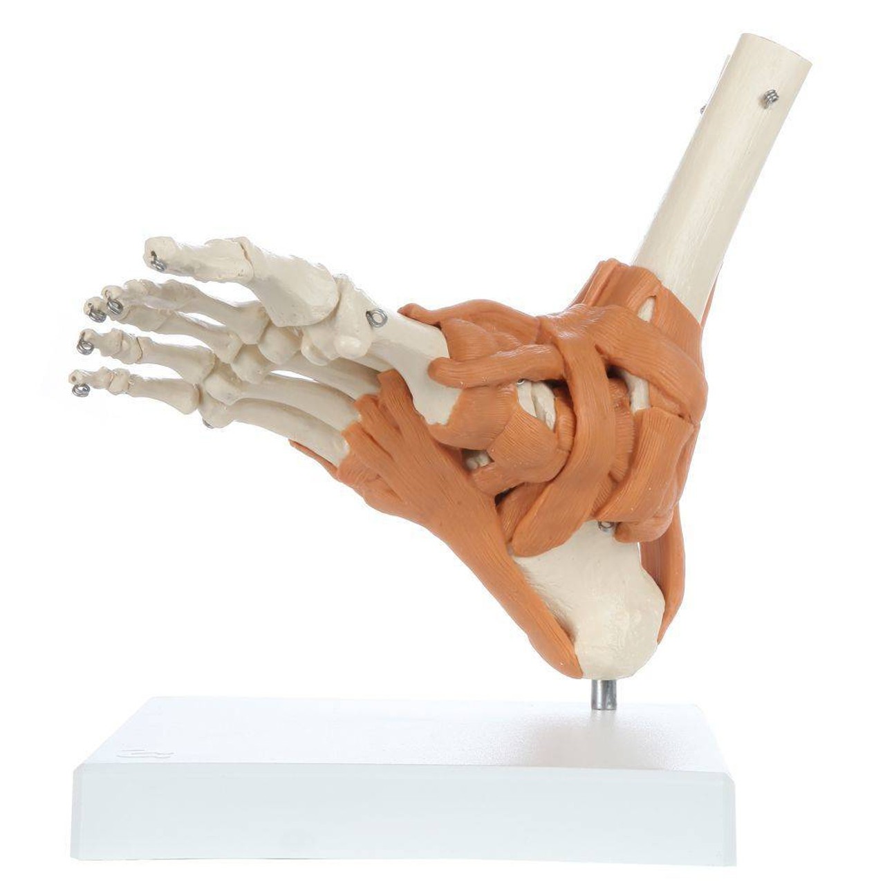 Rudiger Anatomie Premium Foot Skeleton with Ligaments