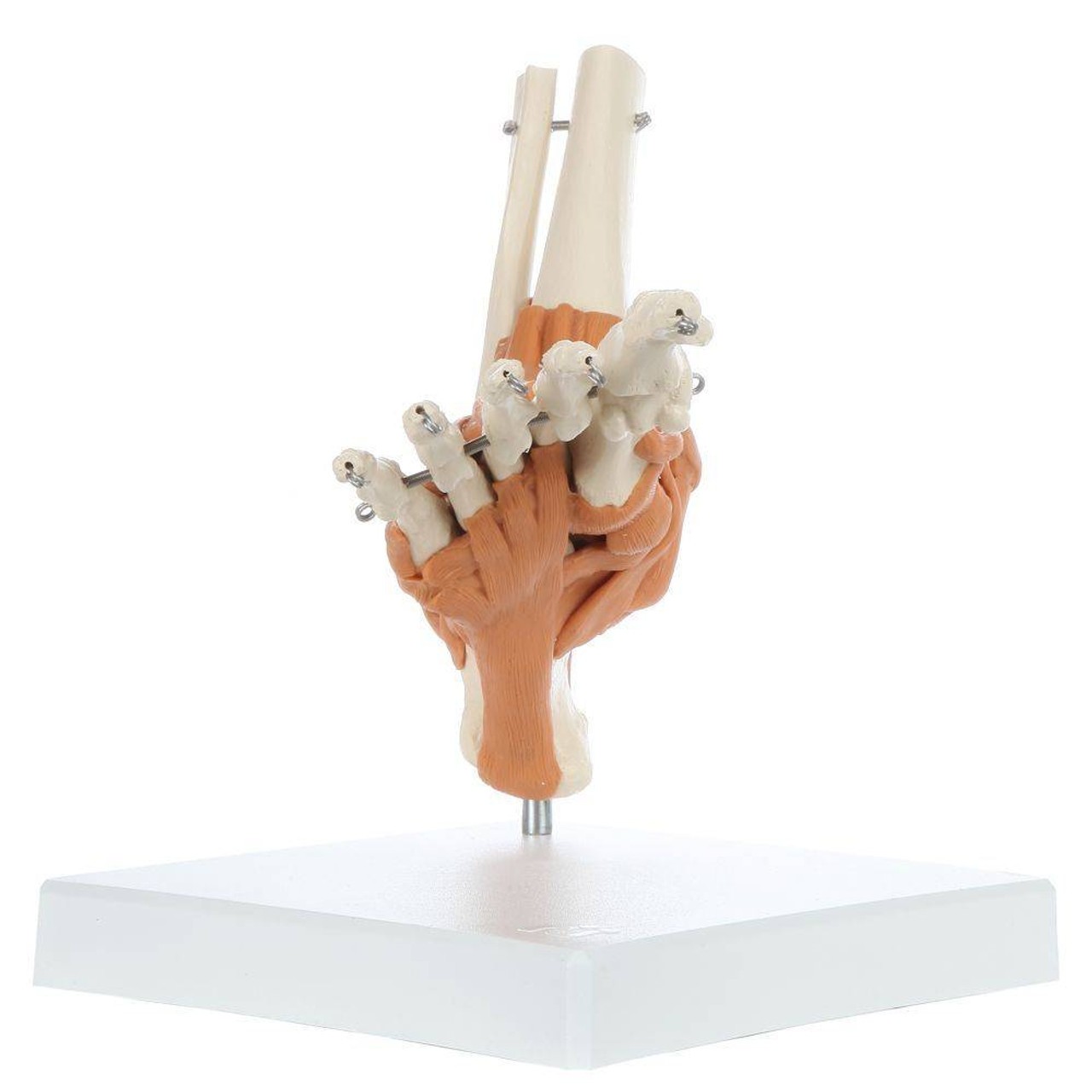 Rudiger Anatomie Premium Foot Skeleton with Ligaments