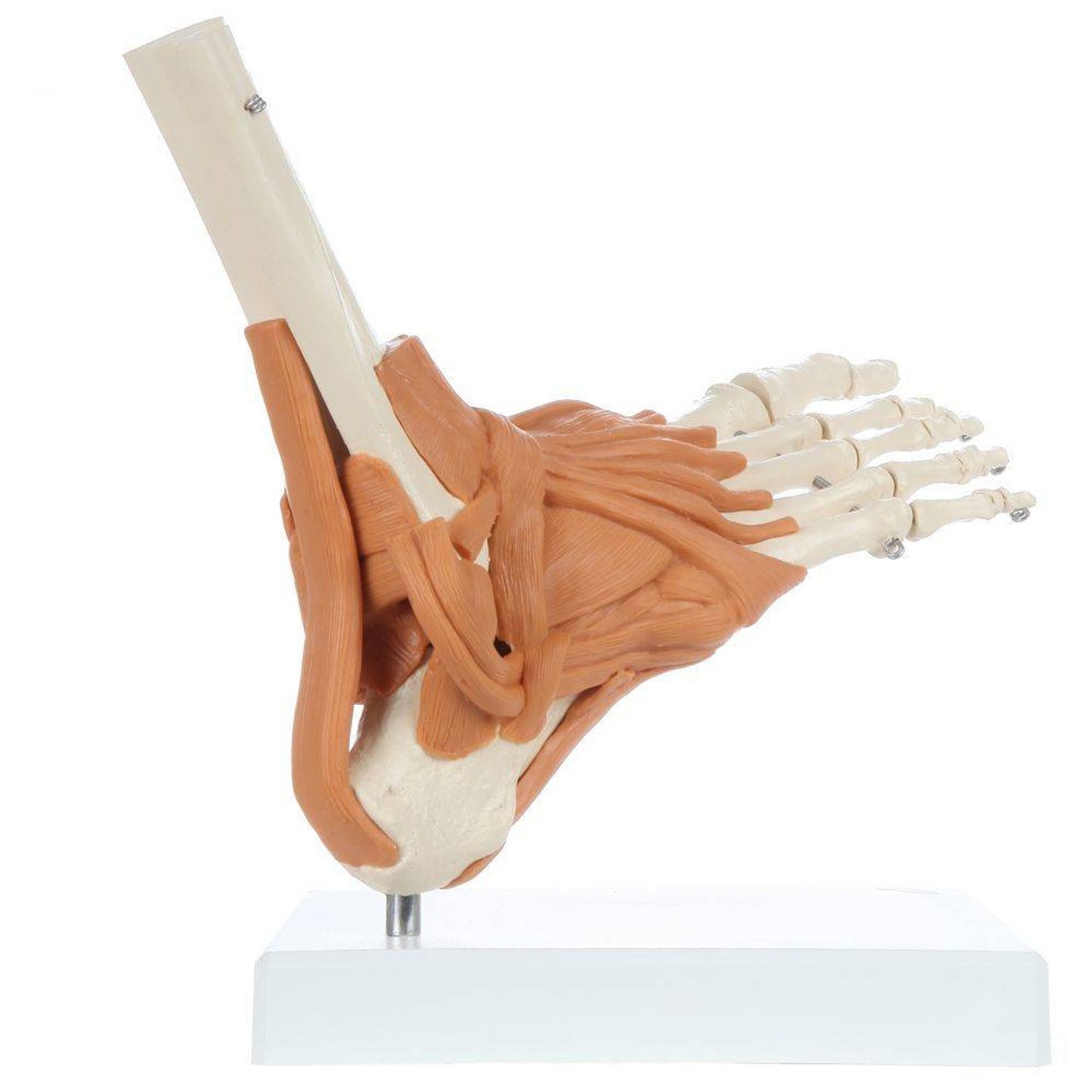Rudiger Anatomie Premium Foot Skeleton with Ligaments