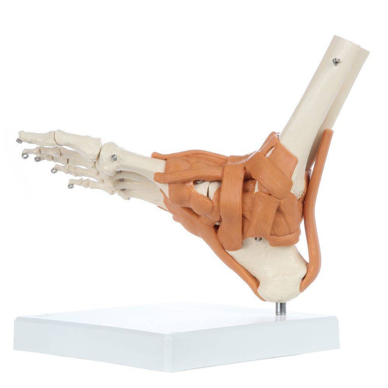 Rudiger Anatomie Premium Foot Skeleton with Ligaments