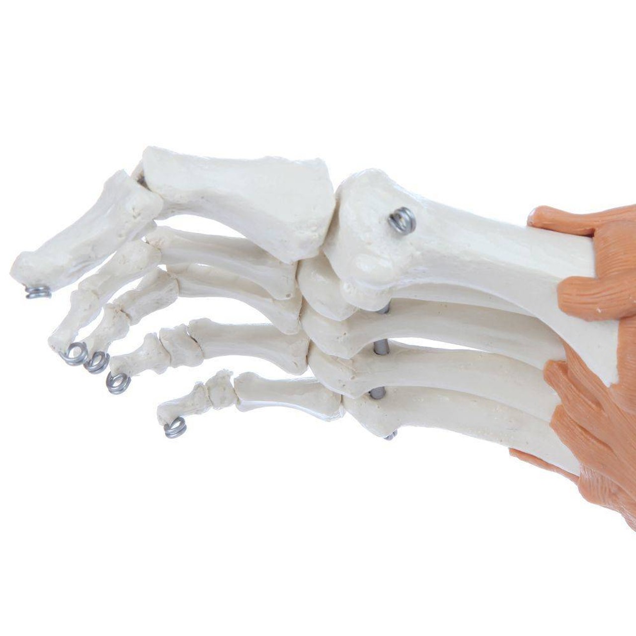 Rudiger Anatomie Premium Foot Skeleton with Ligaments