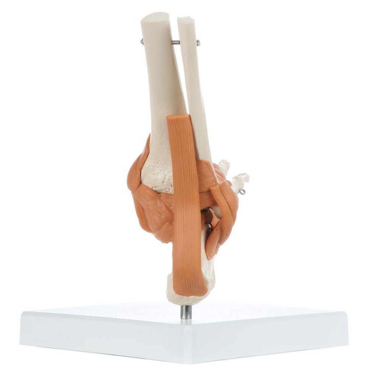 Rudiger Anatomie Premium Foot Skeleton with Ligaments