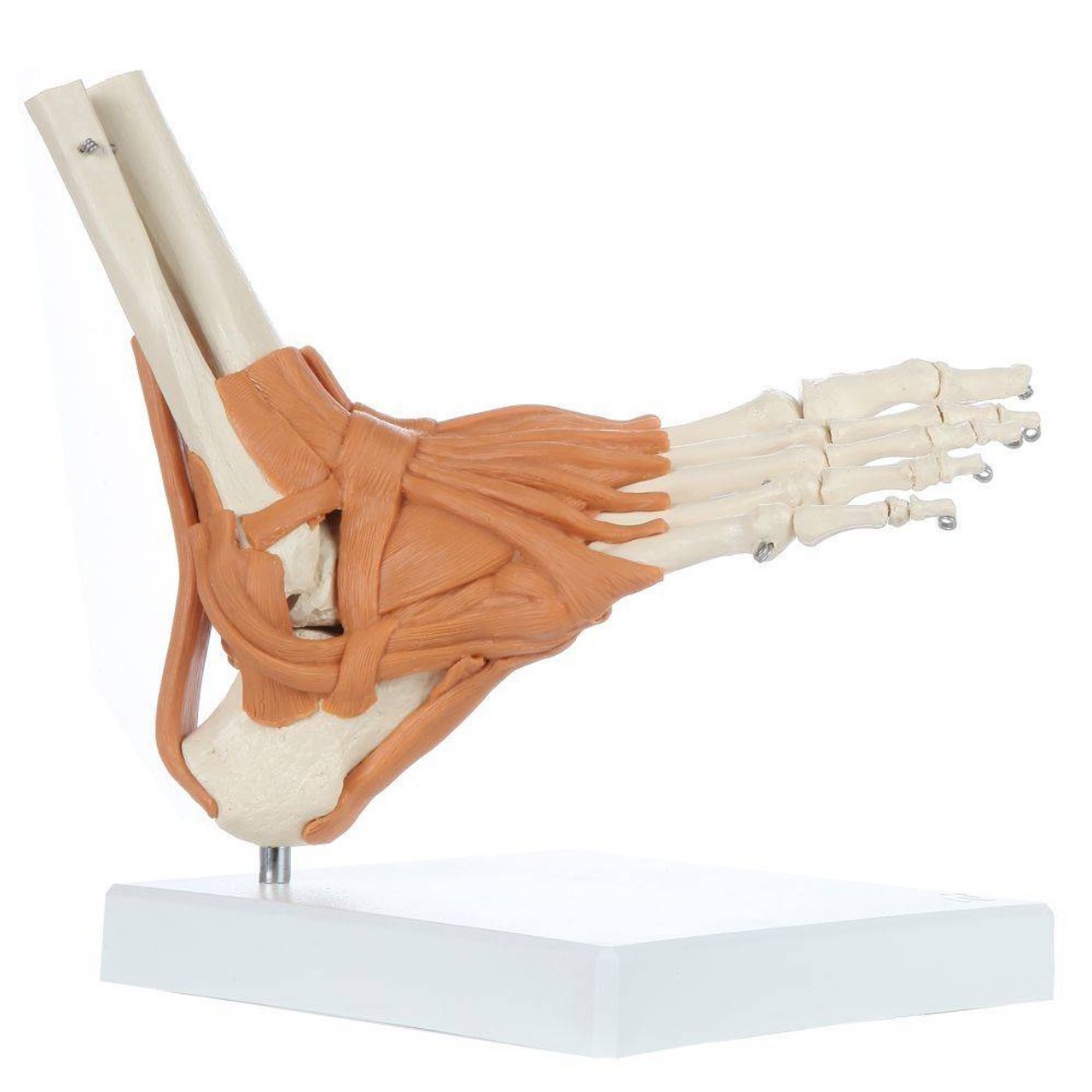 Rudiger Anatomie Premium Foot Skeleton with Ligaments