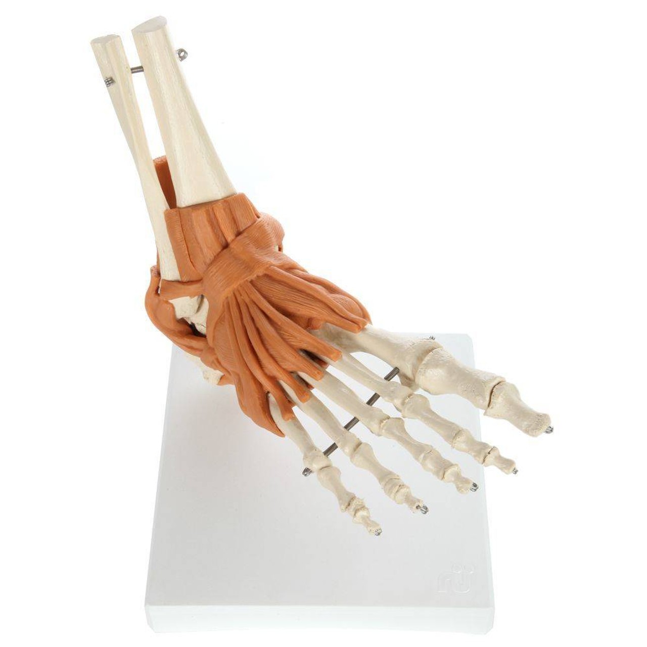 Rudiger Anatomie Premium Foot Skeleton with Ligaments