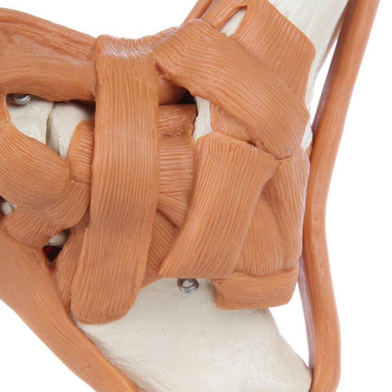 Rudiger Anatomie Premium Foot Skeleton with Ligaments