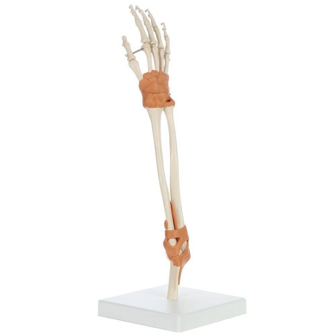 Rudiger Anatomie Premium Arm Skeleton with Full Hand, Ulna, Radius and Ligaments