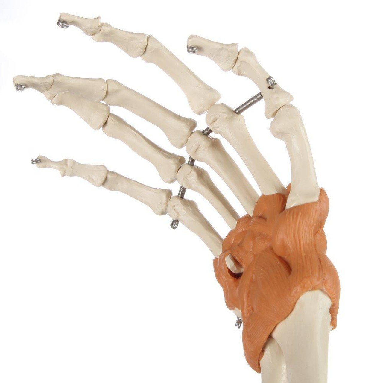 SKELETON ARM スケルトンアーム 海外玩具 Amazon.com: iumLeap Stop Motion Armature Kit, Ready